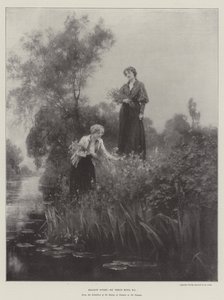 Meadow Sweet